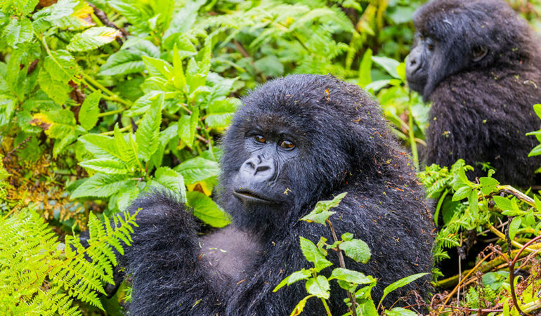 4 Days Rwanda Gorillas and Golden Monkey Trekking Safari.