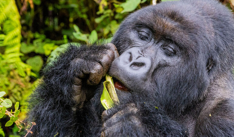 2 Days Gorilla Trekking Safari Experience.